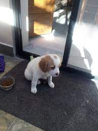7 Weeks Old Brittany Spaniel Puppies Spaniel Puppies Brittany Spaniel