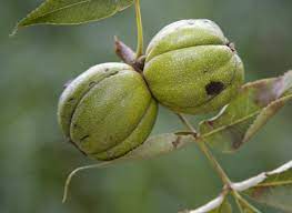 I gather them every year around september and sell quite a few and eat quite a few and store quite a few for later use. Tough Shell Easy Sell For Wisconsin S Hickory Nuts Wiscontext