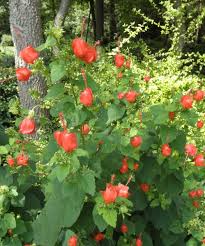Turk's cap with purple salvia. Development Bustani Plant Farm