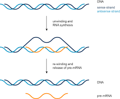 The mrna is an rna version of the gene that leaves the cell nucleus and moves to the cytoplasm where proteins are made. Transcription Translation And Replication