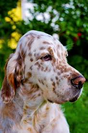 Get matched with a pupper from a responsible english setter breeder near you. About Us Severnsett English Setters Worcestershire