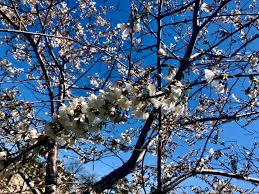 No messy trips to nurseries. The Cherry Blossom Kansas City Mo Parks And Recreation Facebook