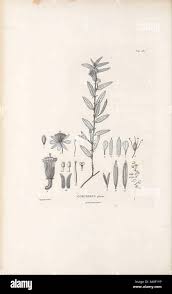 Image result for Corchorus kirkii