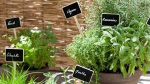 En plus d'avoir une super déco, vous aurez des herbes fraîches toute l'année ! Comment Planter Des Plantes Aromatiques Sur Son Balcon Cote Maison