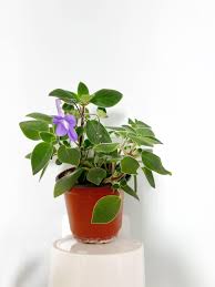 Image result for Streptocarpus glandulosissimus