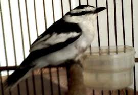 Burung sambar lorek kelabu ialah haiwan yang tergolong dalam golongan benda hidup, alam : Burung Sikatan Belang Atau Sambar Gunung Little Pied Flycatcher Om Kicau