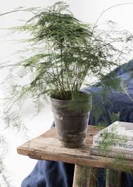 My Scandinavian Home Asparagus At The End Of My Bed Pflanzen Gartenterrarium Zimmerpflanzen Ideen