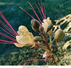 Image result for Erythrostemon