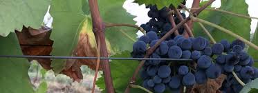 Alexis Israel and David Stemler's Wedding Registry