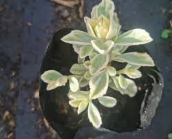 Image result for Plectranthus elegans