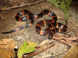 Play slither.io, snake.is mlg edition, paper.io and many more for free on poki. When Frogs Die Off Snake Diversity Plummets Eurekalert Science News