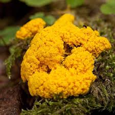 I get to that another day. Slime Mold Signs Symptoms And Prevention