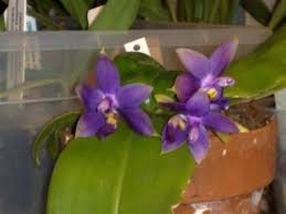 Image result for Indigofera oxalidea