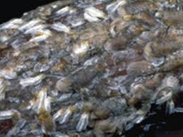 Image result for Euonymus Scale