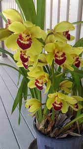Pin Auf Orchids From My Garden