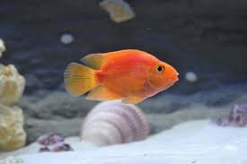 Parrot Cichlid Care Size Lifespan Tankmates Breeding