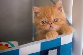 The persian is a docile, gentle, affectionate cat. Kitty In Ny Blog Kitty In Ny