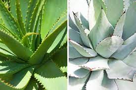 Aloe vera aloe and aloe vera are names of plants that are closely related to each other, and thus have many things in common; Agave Vs Aloe Vera Differences And Similarities Smart Garden Guide