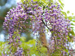 Wisteria Floribunda Japanese Wisteria World Of Flowering Plants Plants Planting Flowers Fast Growing Vines