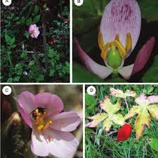 Flowers that bloom every 400 years. Flowers Of Himalayan Mayapple P Hexandrum And Pollinators A One Download Scientific Diagram