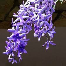 Image result for Petrea volubilis