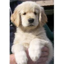 Ten beautiful golden retriever puppies. 24k Goldens Golden Retriever Breeder In Crown Point Indiana