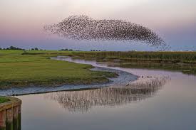 نتیجه جستجوی لغت [flock] در گوگل