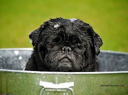 Purely Pugs Pug Breeder In Naples Florida Pet Price List
