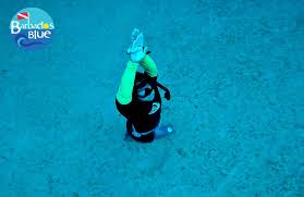 Barbados Blue Water Sports Dive Shop Scuba Diving Barbados Read news, reviews and guides on diving in barbados! barbados blue water sports dive shop