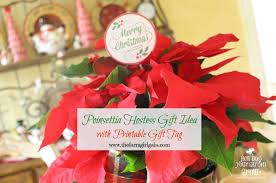 poinsettia care and hostess gift idea