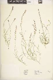 Image result for Cyphia gamopetala