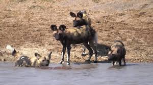 Afrika Yaban Kopekleri 2020 Kopek Afrika