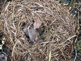 Is This A Mouse Nest 2 Pics Kitchen Table Forum Gardenweb Kitchen Table Garden Sculpture Pest Infestation