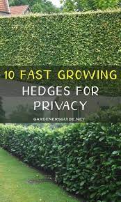 Plus, fences don't provide aesthetically pleasing scenery in your yard like hedges and bushes. 10 Fast Growing Hedges For Privacy Gardenersguide Gardening Privacy Privacyhedges Fast Growing Hedge Fast Growing Hedge Plants Privacy Hedges Fast Growing