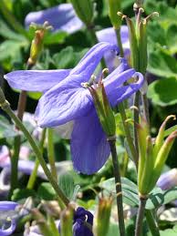 Image result for Aquilegia flabellata ministar