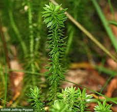 Image result for Lycopodiaceae