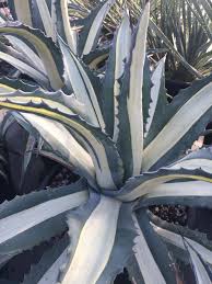 Image result for Agave americana