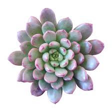 The peony plant can live for more than 100 years and still produce large, fragrant pink flowers. Graptoveria Bashful Succulent Graptoveria Pink Ruby With Care Guide Succulents Box