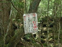 Aokigahara The Sad Sea Of Trees Cogitz