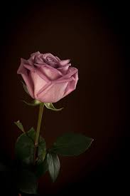 Single Pink Rose By Liz Barker On 500px Wallpaper Mawar Wallpaper Bunga Iphone Wallpaper Bunga Indah