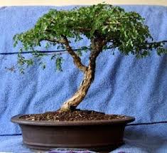 Image result for Acacia burkei