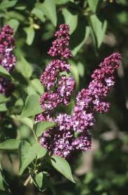 Maybe you would like to learn more about one of these? Yellow Leaves On Lilac Bushes
