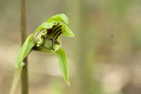 Image result for Nervilia kotschyi