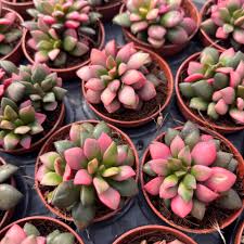 Image result for Anacampseros