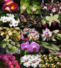 Various Orchid Flowers To Grow Indoors Different Types Of Orchids Orchid Flower Orchid Plants Beautiful Orchids