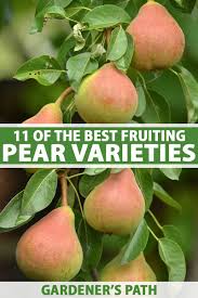 Maybe you would like to learn more about one of these? 11 Of The Best Fruiting Pear Varieties Gardener S Path