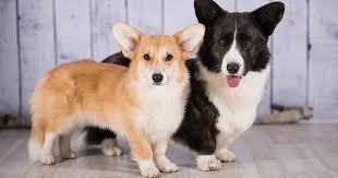 8 (1 boy and 7 girls) adorable puppies will be ready to go to new happy homes on july 30th as pet companions… view details $1,200 12 Adorable Corgi Mixes Who Are Just As Cute As Purebreds