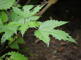 Image result for Girardinia