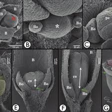 Image result for Galium scabrellum