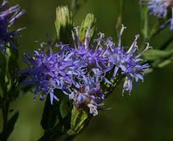 Image result for Vernonia glabra